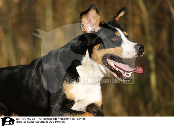Greater Swiss Mountain Dog Portrait / RR-75338