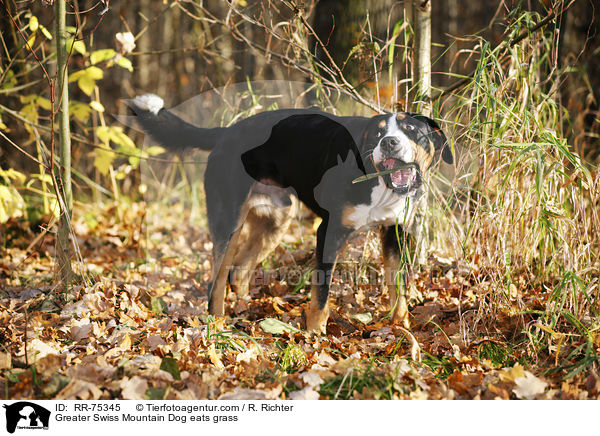 Groer Schweizer Sennenhund frisst Gras / Greater Swiss Mountain Dog eats grass / RR-75345