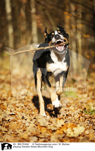 playing Greater Swiss Mountain Dog / RR-75348