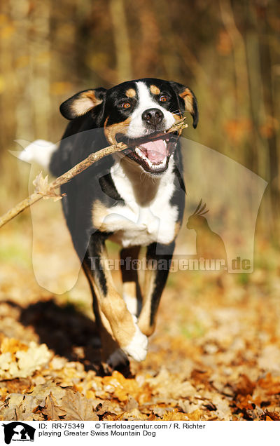 playing Greater Swiss Mountain Dog / RR-75349