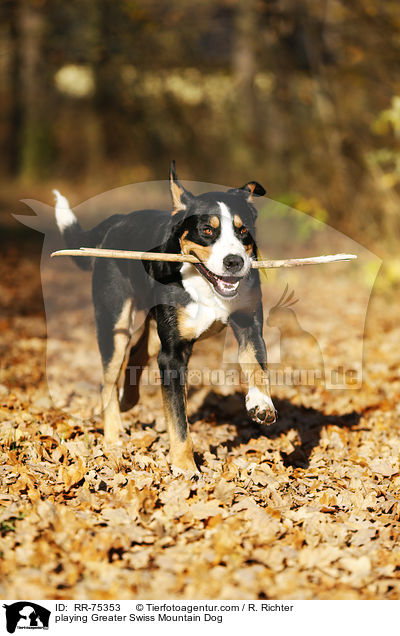 playing Greater Swiss Mountain Dog / RR-75353