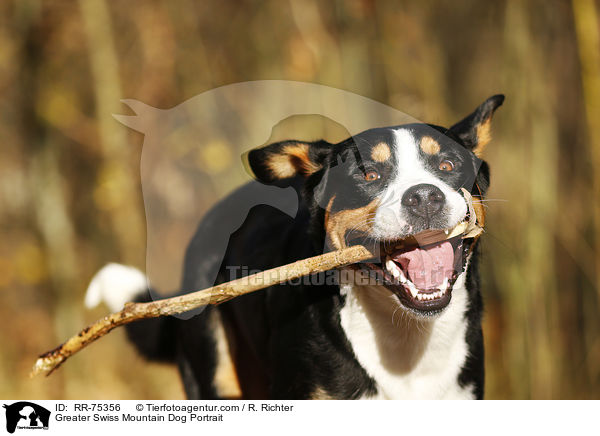 Greater Swiss Mountain Dog Portrait / RR-75356