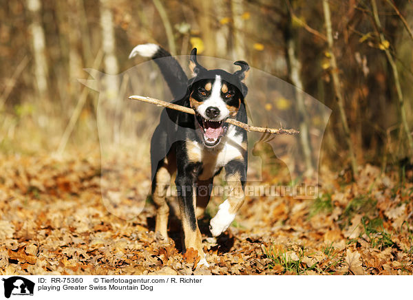 spielender Groer Schweizer Sennenhund / playing Greater Swiss Mountain Dog / RR-75360