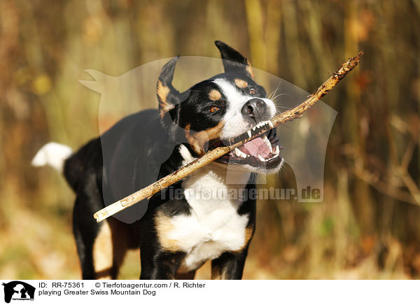 playing Greater Swiss Mountain Dog / RR-75361