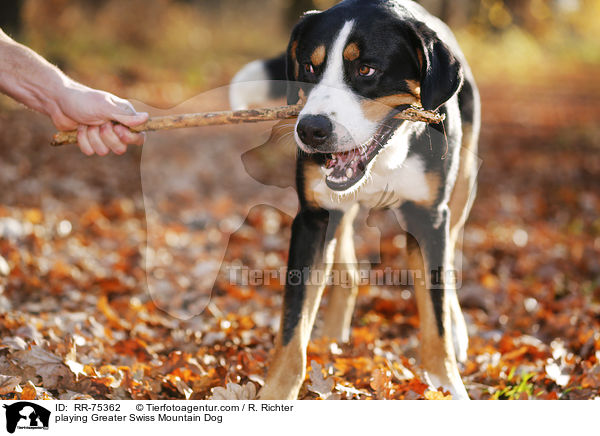 spielender Groer Schweizer Sennenhund / playing Greater Swiss Mountain Dog / RR-75362