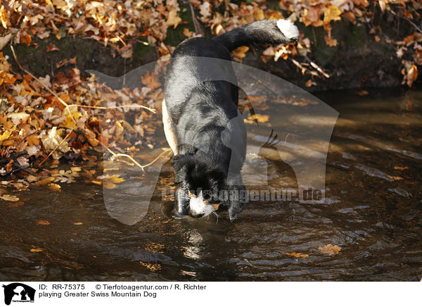 playing Greater Swiss Mountain Dog / RR-75375