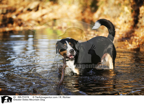 Groer Schweizer Sennenhund / Greater Swiss Mountain Dog / RR-75378