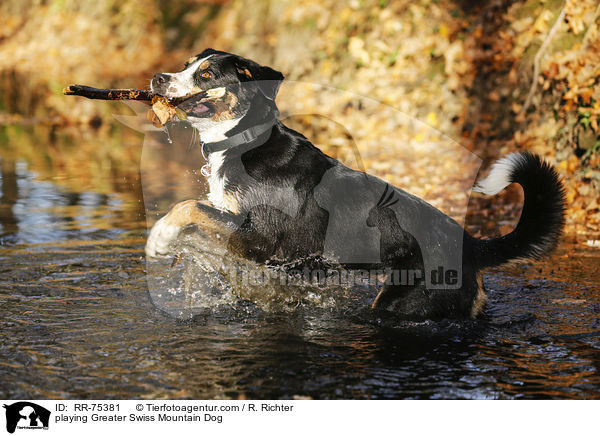 playing Greater Swiss Mountain Dog / RR-75381