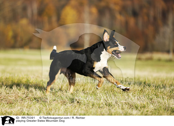 spielender Groer Schweizer Sennenhund / playing Greater Swiss Mountain Dog / RR-75391