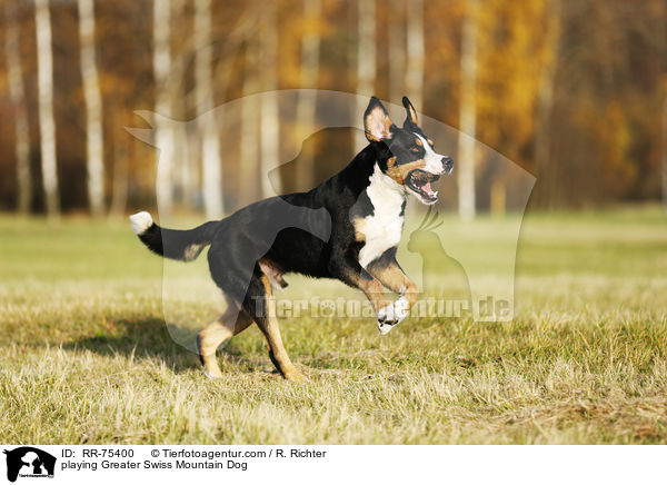 playing Greater Swiss Mountain Dog / RR-75400
