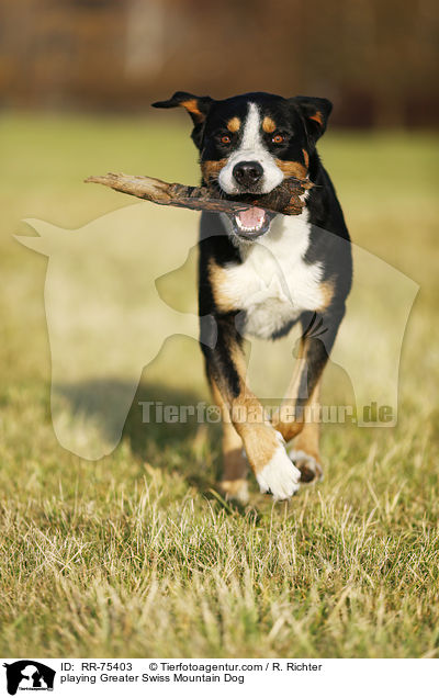 playing Greater Swiss Mountain Dog / RR-75403