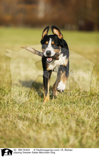 spielender Groer Schweizer Sennenhund / playing Greater Swiss Mountain Dog / RR-75404
