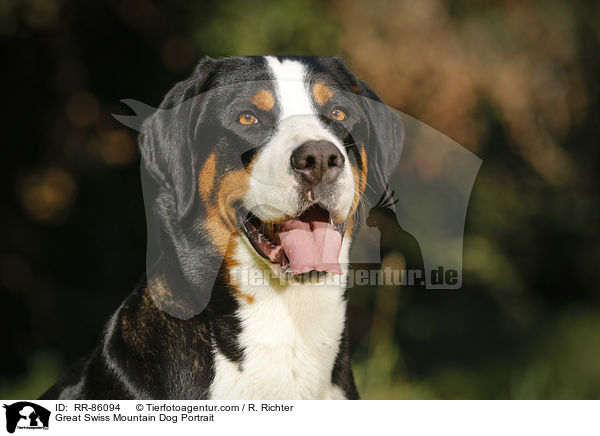 Groer Schweizer Sennenhund Portrait / Great Swiss Mountain Dog Portrait / RR-86094