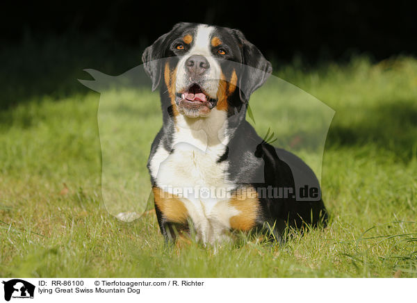lying Great Swiss Mountain Dog / RR-86100
