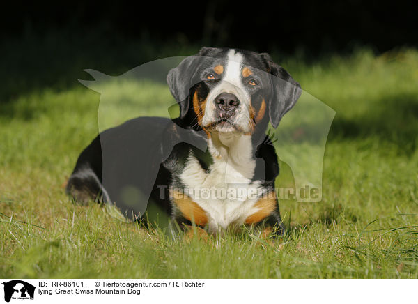 liegender Groer Schweizer Sennenhund / lying Great Swiss Mountain Dog / RR-86101