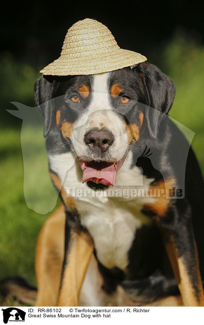 Groer Schweizer Sennenhund mit Hut / Great Swiss Mountain Dog with hat / RR-86102