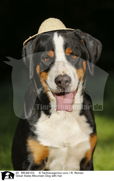 Groer Schweizer Sennenhund mit Hut / Great Swiss Mountain Dog with hat / RR-86103