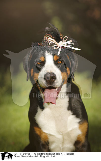 Great Swiss Mountain Dog with hat / RR-86106