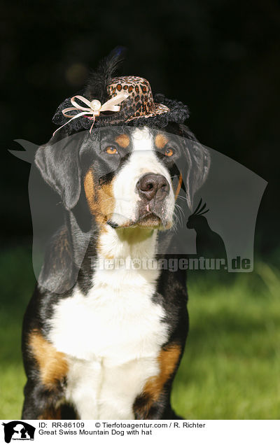 Groer Schweizer Sennenhund mit Hut / Great Swiss Mountain Dog with hat / RR-86109