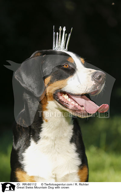 Groer Schweizer Sennenhund mit Krone / Great Swiss Mountain Dog with crown / RR-86112