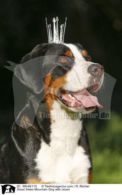 Groer Schweizer Sennenhund mit Krone / Great Swiss Mountain Dog with crown / RR-86115