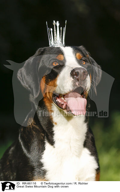 Groer Schweizer Sennenhund mit Krone / Great Swiss Mountain Dog with crown / RR-86116