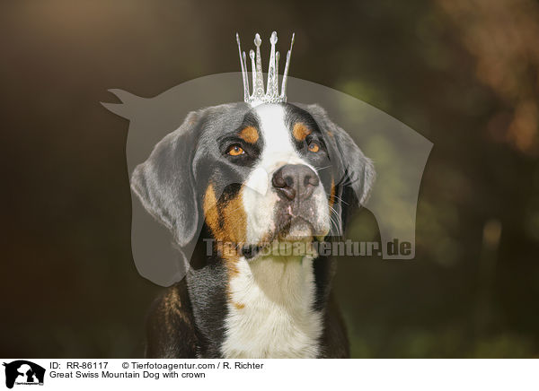 Groer Schweizer Sennenhund mit Krone / Great Swiss Mountain Dog with crown / RR-86117