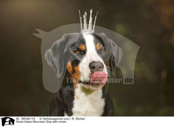 Groer Schweizer Sennenhund mit Krone / Great Swiss Mountain Dog with crown / RR-86118