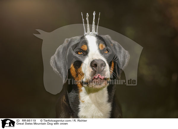 Groer Schweizer Sennenhund mit Krone / Great Swiss Mountain Dog with crown / RR-86119