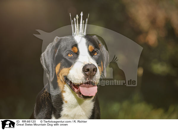Groer Schweizer Sennenhund mit Krone / Great Swiss Mountain Dog with crown / RR-86120