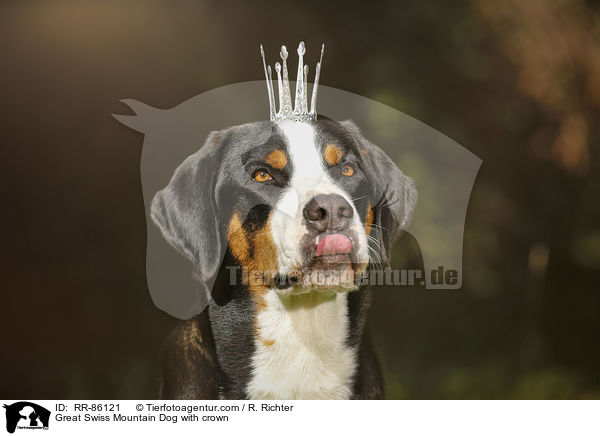 Groer Schweizer Sennenhund mit Krone / Great Swiss Mountain Dog with crown / RR-86121
