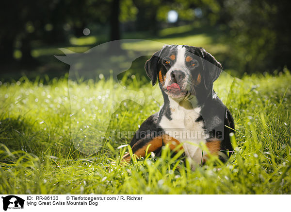 liegender Groer Schweizer Sennenhund / lying Great Swiss Mountain Dog / RR-86133