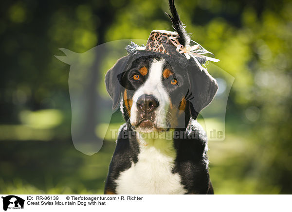 Groer Schweizer Sennenhund mit Hut / Great Swiss Mountain Dog with hat / RR-86139