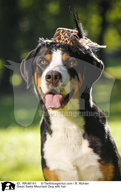 Groer Schweizer Sennenhund mit Hut / Great Swiss Mountain Dog with hat / RR-86141