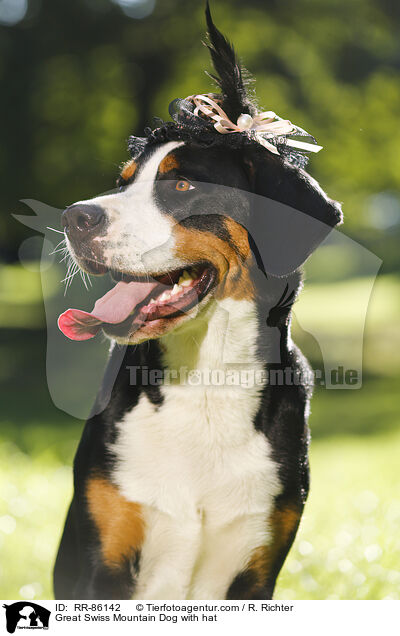 Groer Schweizer Sennenhund mit Hut / Great Swiss Mountain Dog with hat / RR-86142