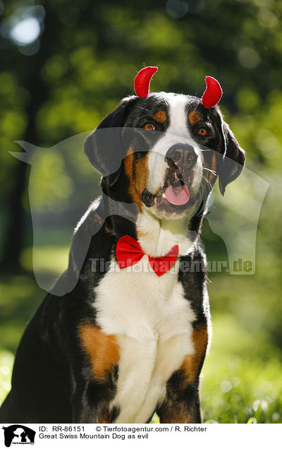 Gro�er Schweizer Sennenhund als Teufel / Great Swiss Mountain Dog as evil / RR-86151