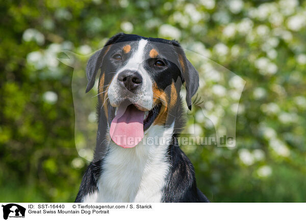 Groer Schweizer Sennenhund Portrait / Great Swiss Mountain Dog Portrait / SST-16440