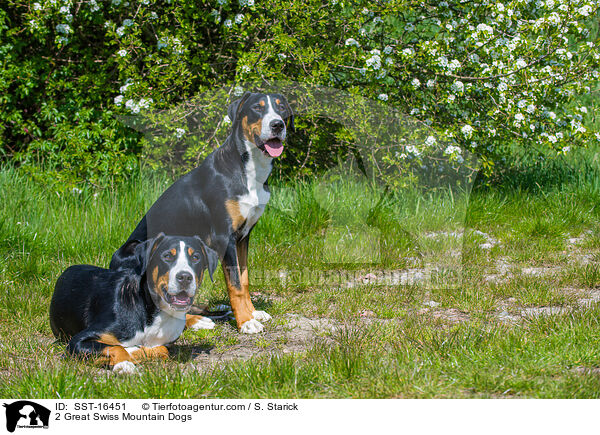 2 Great Swiss Mountain Dogs / SST-16451