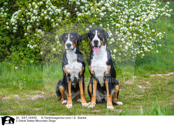 2 Great Swiss Mountain Dogs / SST-16455