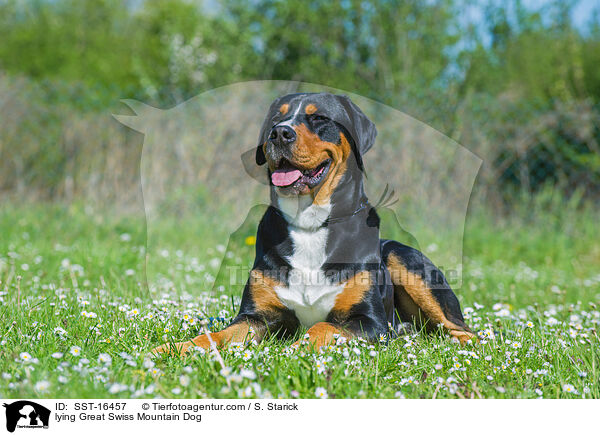 liegender Groer Schweizer Sennenhund / lying Great Swiss Mountain Dog / SST-16457
