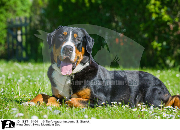 lying Great Swiss Mountain Dog / SST-16464