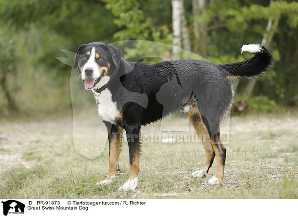 Groer Schweizer Sennenhund / Great Swiss Mountain Dog / RR-91873
