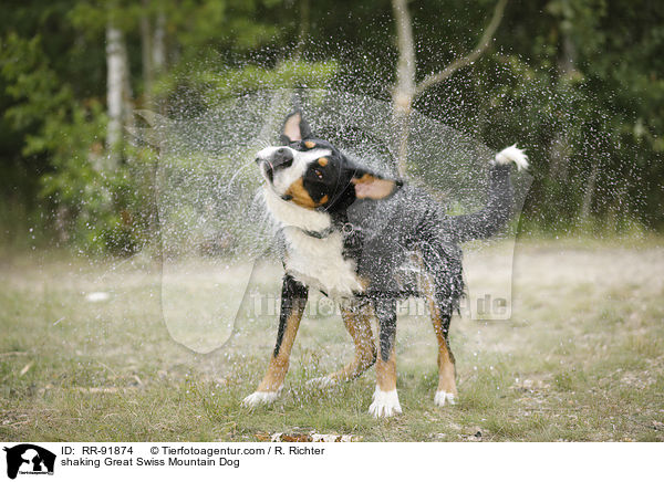 shaking Great Swiss Mountain Dog / RR-91874