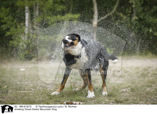 Groer Schweizer Sennenhund schttelt sich / shaking Great Swiss Mountain Dog / RR-91875