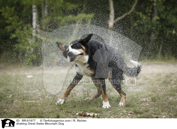 shaking Great Swiss Mountain Dog / RR-91877