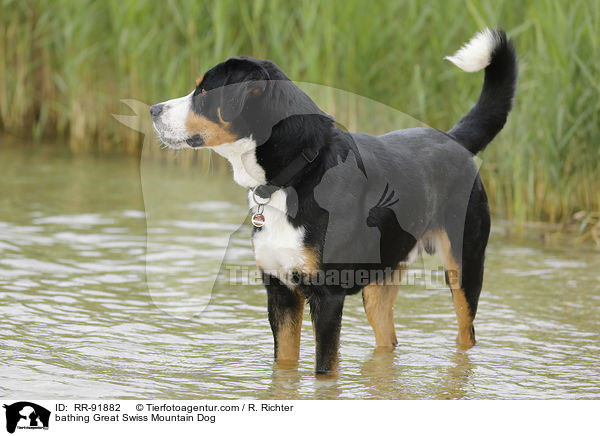 badender Groer Schweizer Sennenhund / bathing Great Swiss Mountain Dog / RR-91882