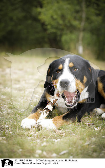 Groer Schweizer Sennenhund mit Stock / Great Swiss Mountain Dog with stick / RR-91886