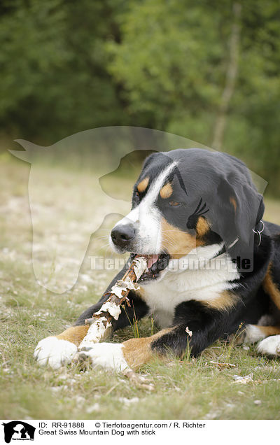 Groer Schweizer Sennenhund mit Stock / Great Swiss Mountain Dog with stick / RR-91888
