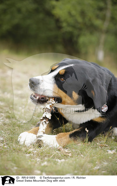 Great Swiss Mountain Dog with stick / RR-91889
