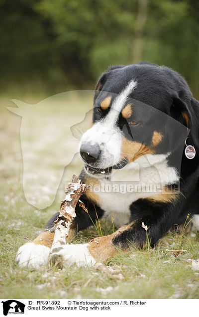 Groer Schweizer Sennenhund mit Stock / Great Swiss Mountain Dog with stick / RR-91892